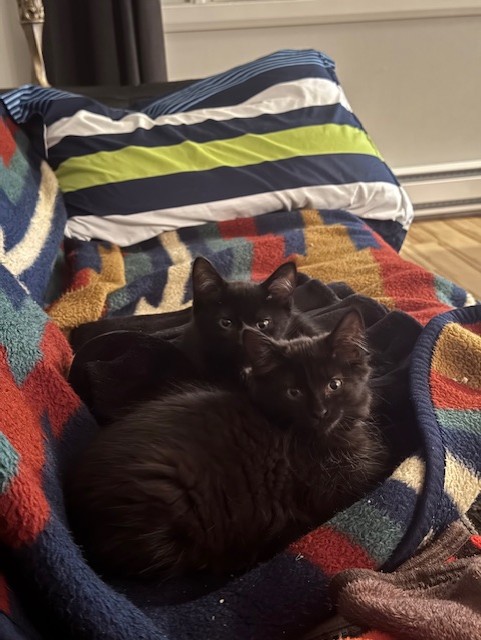 Black cats on the couch
