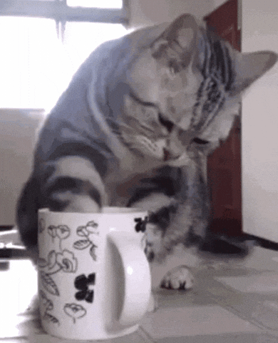 Cat drinking coffee