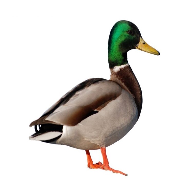 duck